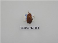 藏品(金龜子科)的圖片